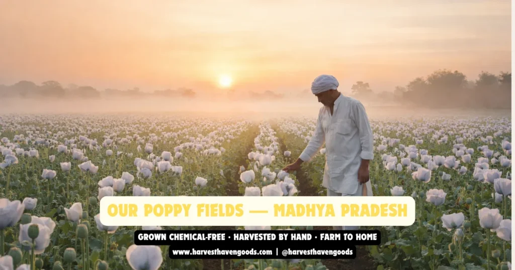 Organic poppy flower field in Madhya Pradesh India – chemical-free khus khus farm by HarvestHavenGoods with farmer walking between rows at golden hour