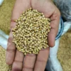 Handful of raw whole coriander seeds sabut dhaniya in hand — farm fresh premium quality HarvestHavenGoods organic dhania sourced directly from farms Mandsour India