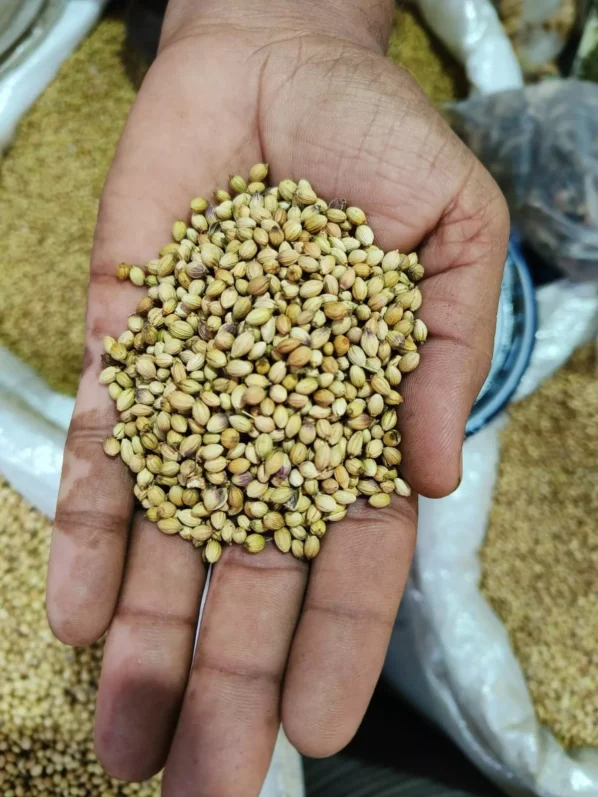 Handful of raw whole coriander seeds sabut dhaniya in hand — farm fresh premium quality HarvestHavenGoods organic dhania sourced directly from farms Mandsour India